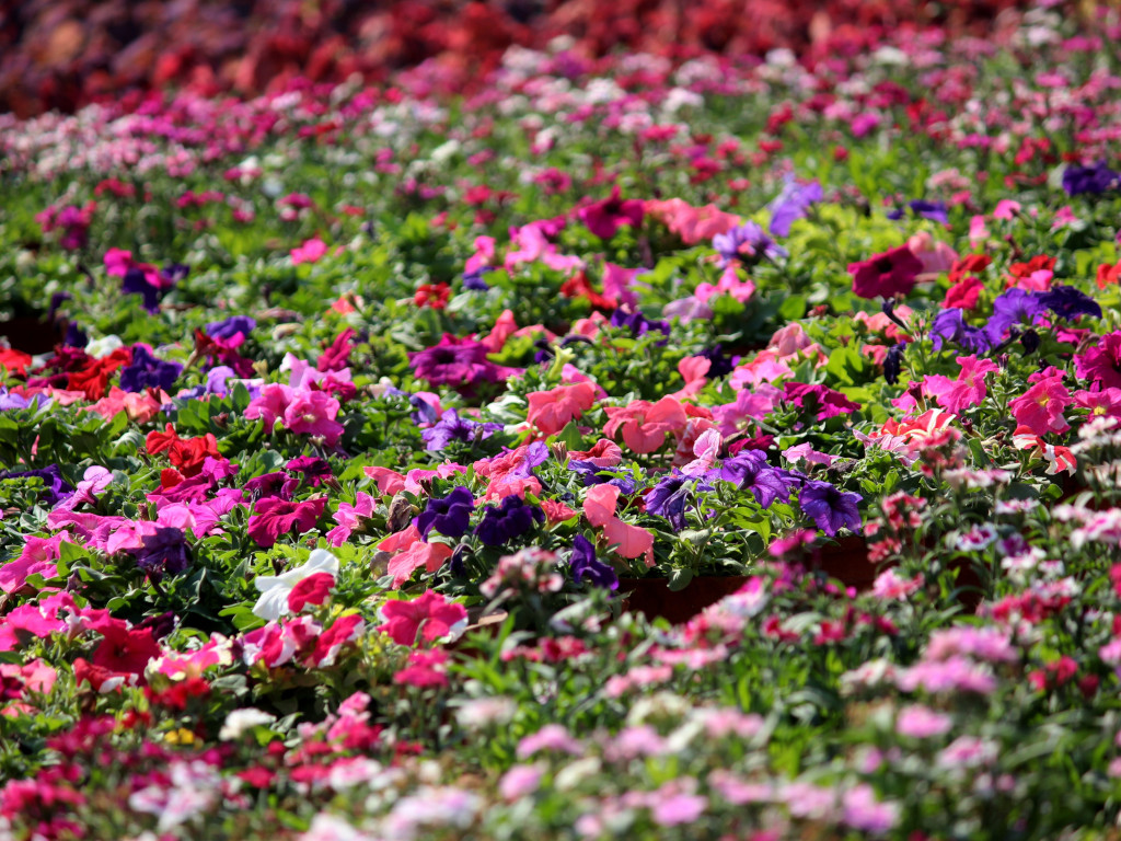 flowers beach villa